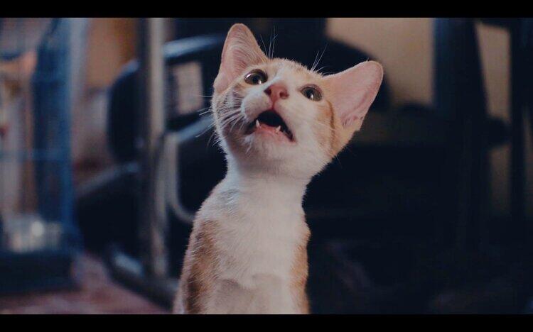 CatVideoFest2 / 20 [金] 公開