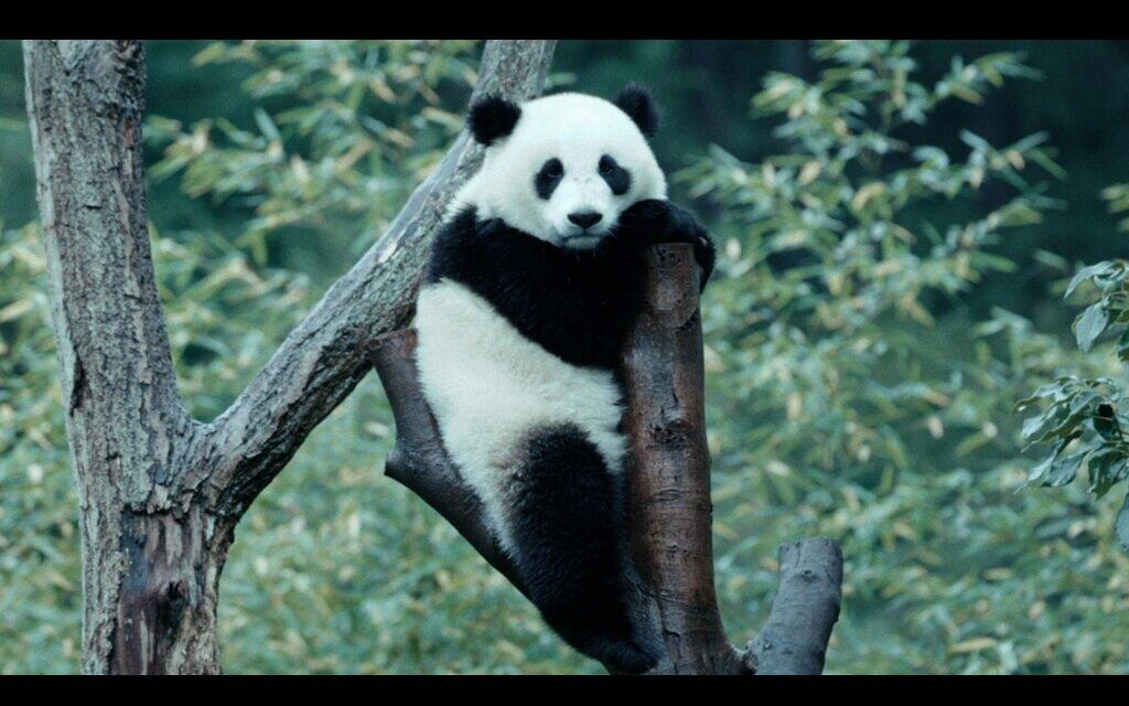 パンダのすごい世界